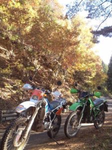 みよ、この紅葉を!これをほぼ独り占めできる感覚が林道ツーリングのいいところ。