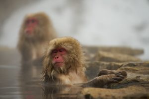 こういう観光スポットもあるが、サルより外人が多い