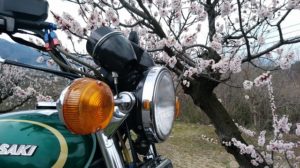 あんずの花が近い