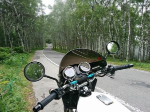 白樺林って意識上がるよね♪