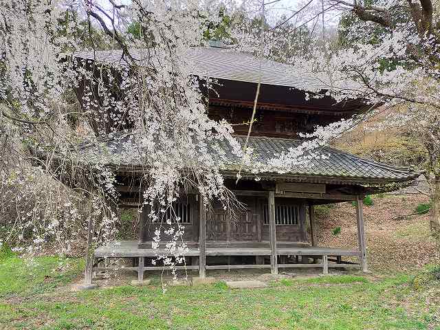某人里のわきのお寺の桜が満開でした。