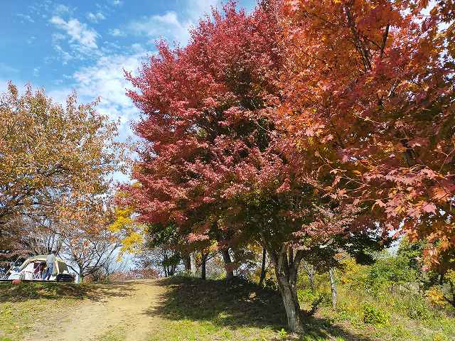 キャンプ場の楓も紅葉真っ盛り。