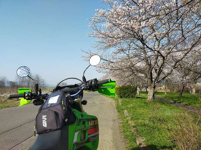 土手道の桜もだいぶ咲いています。