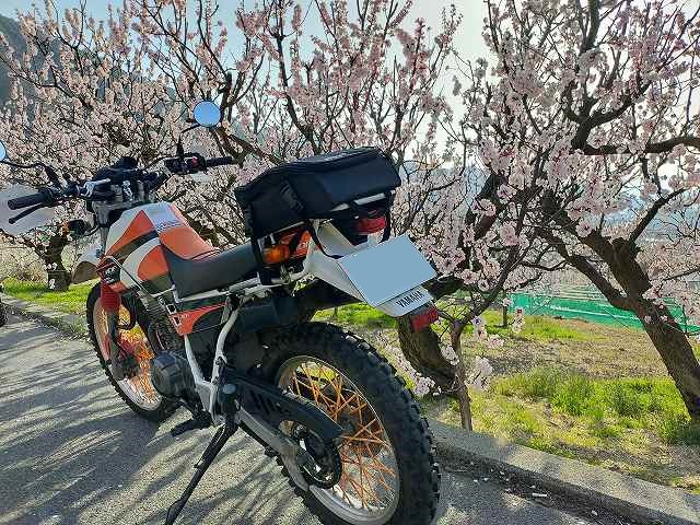セロー225Wと杏子の花