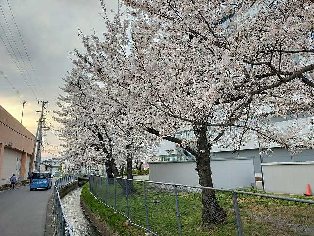 工場と桜がセットなことに最近気が付いた。