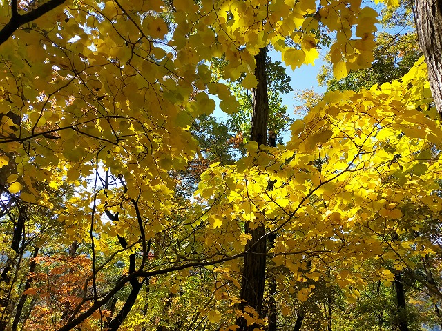 黄色い葉っぱの森は明るくて好きです。