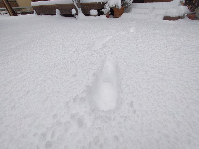 雪の上を歩くだけで、雪が簡単に踏み固まります。