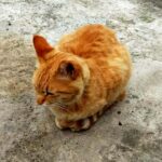 お隣のネコ。 頭いいので道路に出ない。