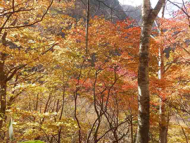 米子瀑布の紅葉。