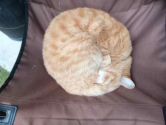 隣の猫。