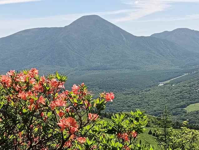 車山にはレンゲツツジがたくさん咲いていました。