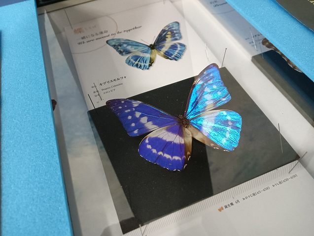 なんたら蝶。