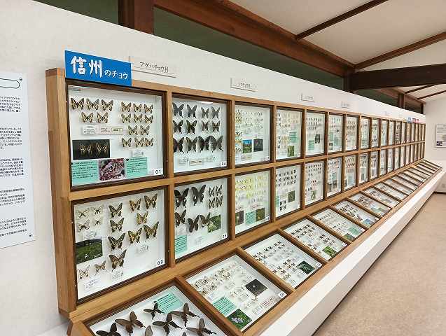 蝶の展示が圧巻。